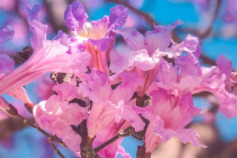 Handroanthus Heptaphyllus Rewild Brazil The Brazilian Plantfinder