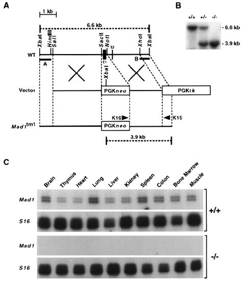 Targeted Disruption Of The Murine Mad1 Gene A Partial Restriction