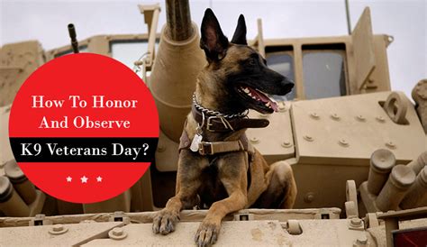 National K9 Veterans Day - BudgetPetWorld