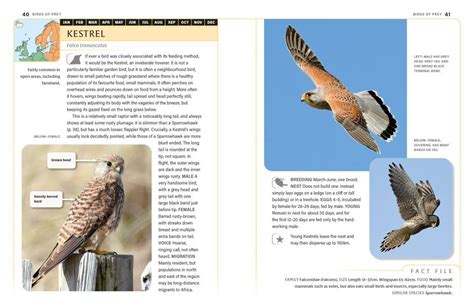 An Identification Guide to Garden Birds of Britain and North-West ...