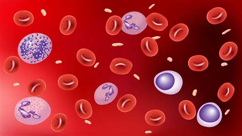 Hematology: An Exploration of the Blood | My Hematology