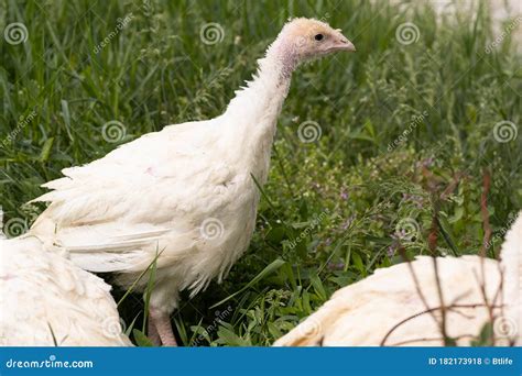 White Baby Turkeys In Nature Stock Photo Image Of Birds Baby 182173918