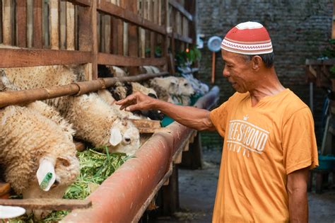 Program Sebar Qurban Berdampak Luas Hingga Ke Peternak Lokal Human