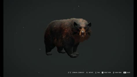 MAX SCORE Fabled Chestnut Black Bear Great One Taken With 300 Canning