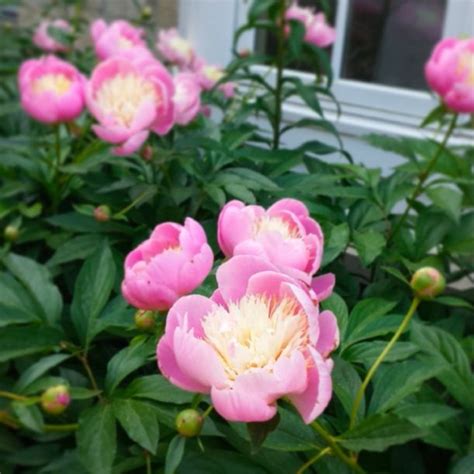 Perfect pink peonies - swoon. | Perfect pink, Pink peonies, Instagram photo