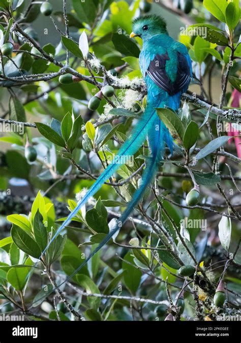 Resplendent Quetzal Pharomachrus Mocinno Costaricensis Male At San