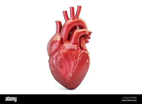 Human Heart 3d Rendering Isolated On White Background Stock Photo Alamy