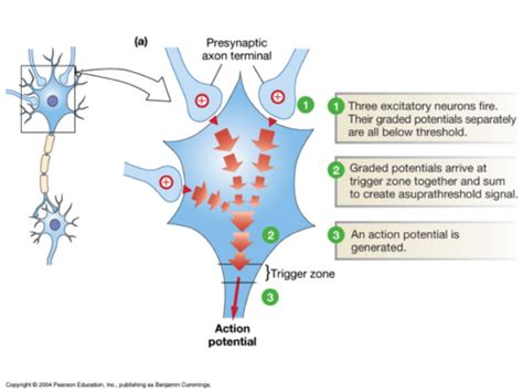 Membrane Action Potential lab Flashcards | Quizlet