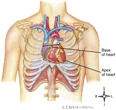 Gross Anatomy Of The Human Heart - Anatomical Charts & Posters