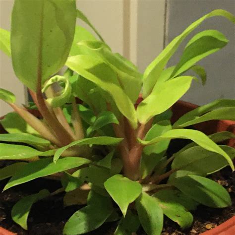identification - Help with identifying plant (Pink Stem, Green leaves
