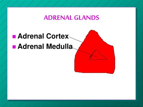 Ppt Adrenal Glands Powerpoint Presentation Free Download Id762659