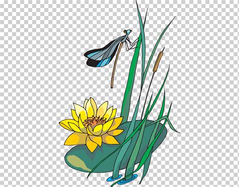 Nelumbo Nucifera Lirio De Agua Coreldraw Flor Tallo De La Planta