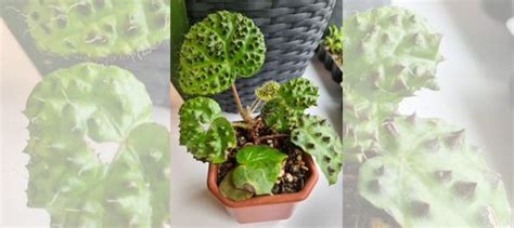 Бегония меланобулата, масониана купить в Самаре | Товары для дома и ...