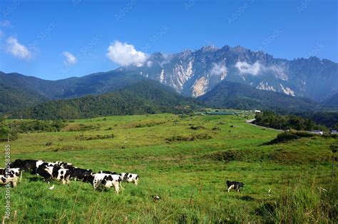 Desa Cattle Dairy Farm Kundasang