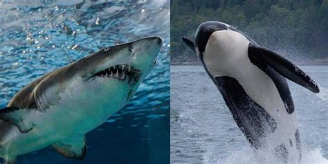 Great White Shark vs. Orca: Main Differences - Ocean Info