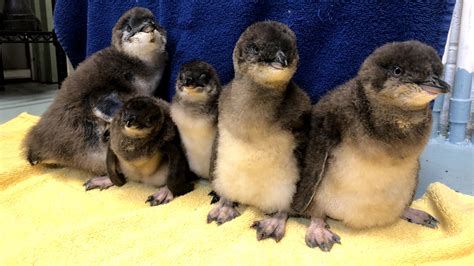 Baby Penguins! Meet the five new little blue penguin chicks at the