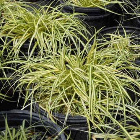 Carex Oshimensis Evergold Horsford Gardens And Nursery