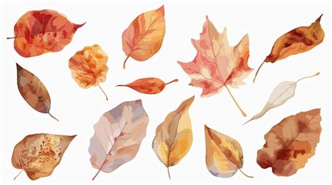 Autumn Watercolor Fallen Leaves Clip Art For Design Premium Ai