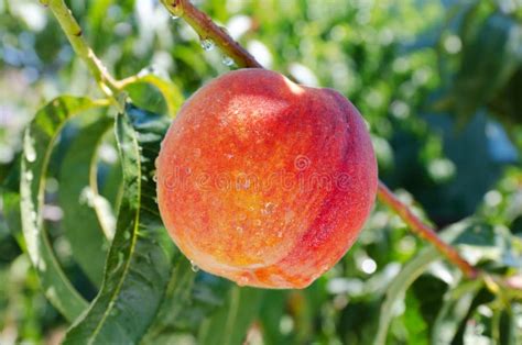 Ripe Peach Fruit With Green Leafs Isolated Stock Photo Image Of