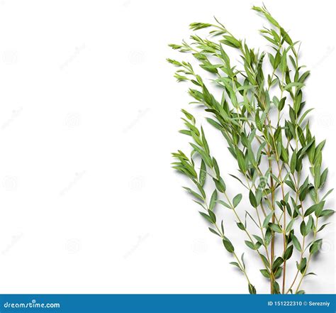 Branches Of Tropical Plant On White Background Stock Photo Image Of