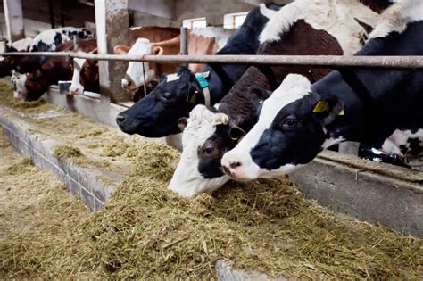 Grass Fed Beef Vs Pasture Raised Whats The Difference The Primitive Dish