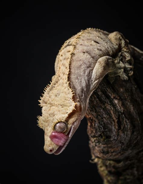 What You Should Know About the Crested Gecko | Crested gecko, Reptiles ...