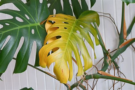 Por qué mi Monstera tiene las hojas amarillas Soluciónes