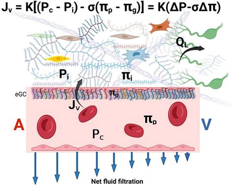 The revised Starling equation. Microvascular fluid exchange (flow Jv ...