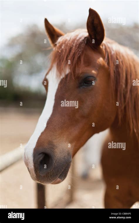 Caballos Rostro Fotografías E Imágenes De Alta Resolución Alamy