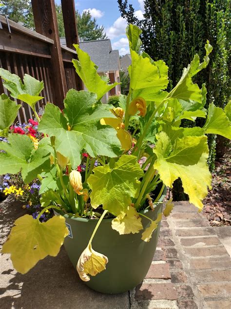 Why Are My Zucchini Plants Turning Yellow Greenthumbsguide