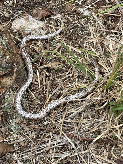 Mole Kingsnake From S Dawson St Raleigh NC US On September 27 2023