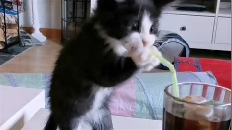 Kitten Tries To Drink Soda With Straw Youtube