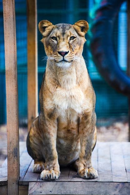 Retrato De Una Leona Africana Panthera Leo Foto Premium