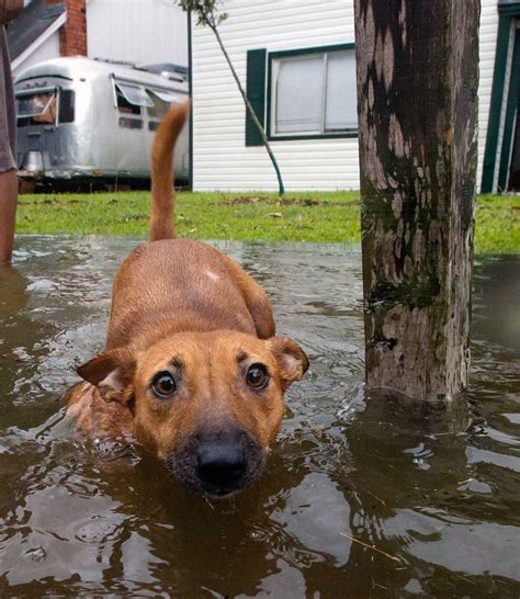 Two Dogs Left Stranded In Boat During Hurricane Harvey Saved From Flood