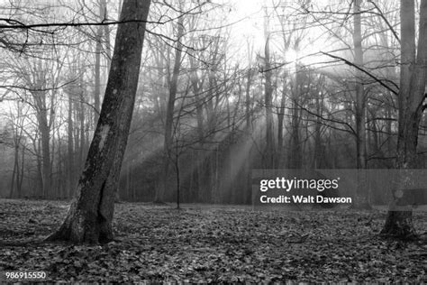 Raccoon Creek State Park Photos And Premium High Res Pictures Getty Images