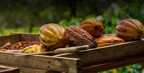 Por Qu Subieron Los Precios Del Cacao Y Qu Significa Para Los Amantes