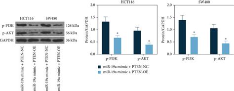 MiR 19a Directly Targets PTEN MRNA In The Hypoxia Exposed CRC Cells