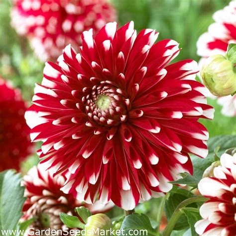 Dahlia Kleine Tijger Garden Seeds Market Gratis Verzending