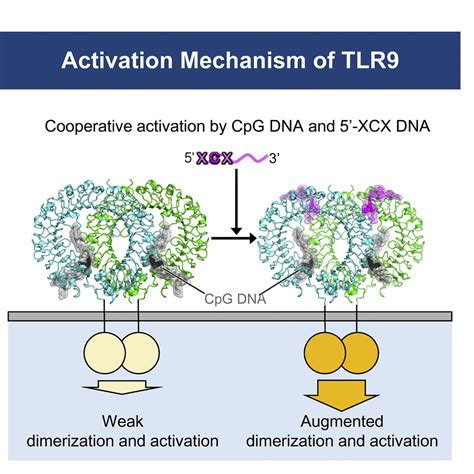 Toll Like Receptor Contains Two Dna Binding Sites That Function