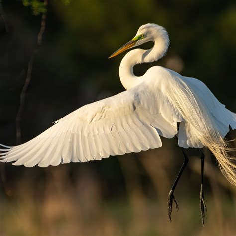 What Is The Great Egrets Conservation Status Bird Facts