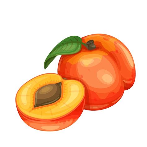 Premium Vector | Peach fruit