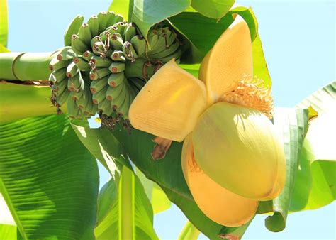 Yellow Banana Tree Images