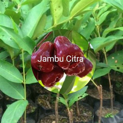 Jual Bibit Jambu Citra Shopee Indonesia