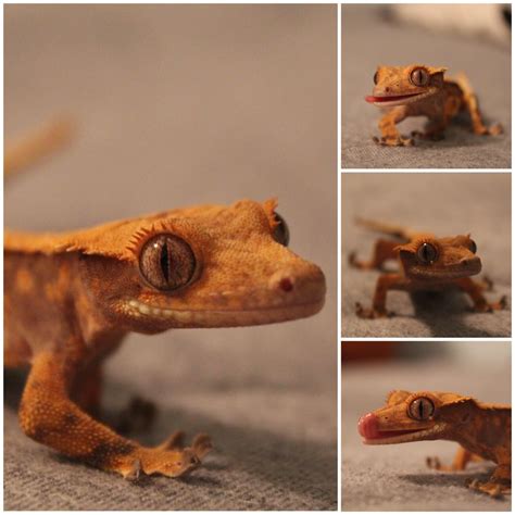 Name Ideas For My Female Crested Gecko Reptiles