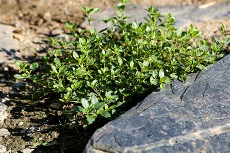 How To Grow Creeping Thyme Successfully From Seed