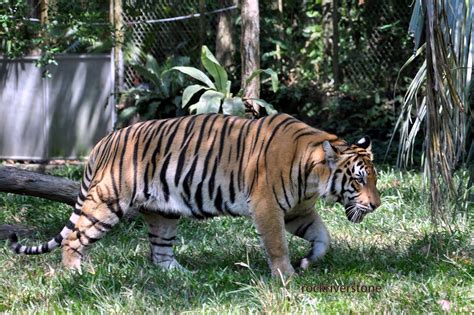 Habitat Harimau Malaya Harimaumalayagaleri