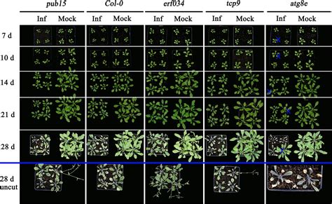 Frontiers Mapping Of A Novel Clubroot Disease Resistance Locus In