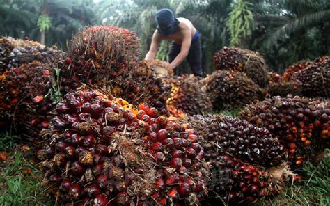 Gapki Jelaskan Penyebab Harga Minyak Sawit Stabil Tinggi