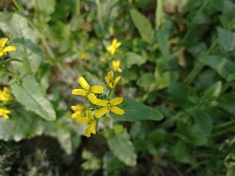 Mustard flower and plant 16759863 Stock Photo at Vecteezy