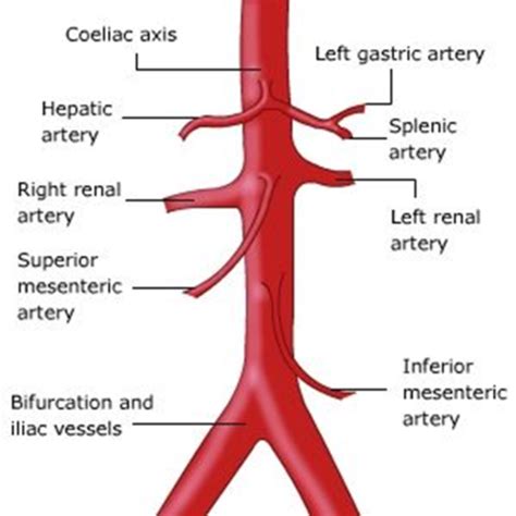 Abdominal vasculature Flashcards | Quizlet